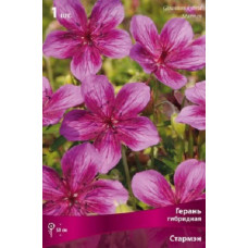 Герань Стармэн (гибридная)