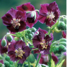 Герань тёмная Спрингтайм  