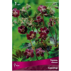 Герань Самобор (темная)