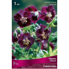 Герань Спрингтайм (темная)
