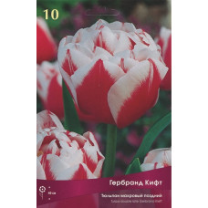 Тюльпан Гербранд Кифт