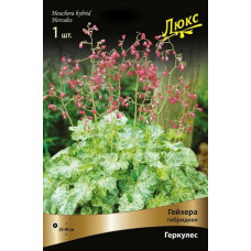 Гейхера Геркулес (гибридная)