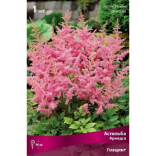 Астильба Гиацинт (Арендса)