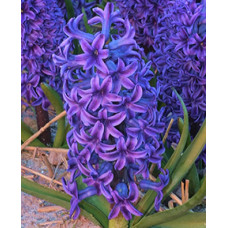 Гиацинт Блю Джекет