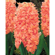 Гиацинт Джипси Квин