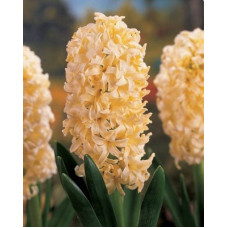 Гиацинт Одиссей