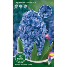 Гиацинт Ориенталис Блу (махровый)