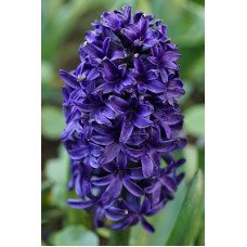 Гиацинт Аида