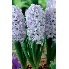 Гиацинт Блу Айз