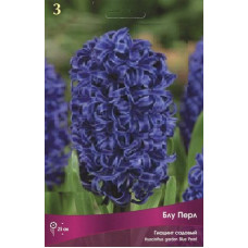 Гиацинт садовый Блу Перл