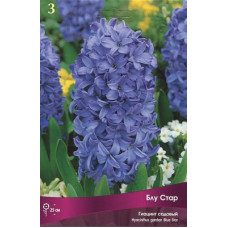 Гиацинт Блу Стар
