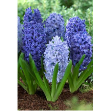 Гиацинт Чикаго