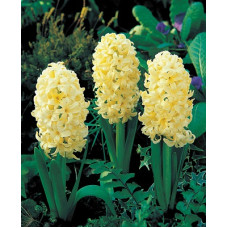 Гиацинт Джипси Принцесс