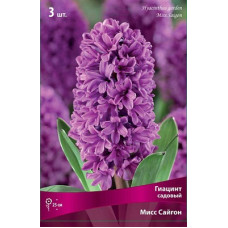 Гиацинт Мисс Сайгон