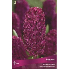 Гиацинт Вудсток