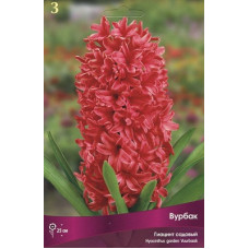 Гиацинт садовый Вурбак