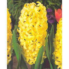 Гиацинт Сити ов Харлем