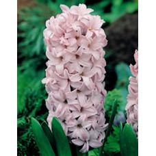 Гиацинт Топ Хит