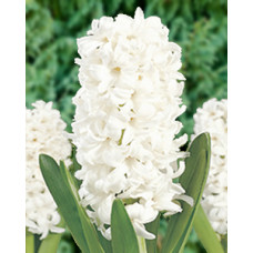 Гиацинт Вайт Перл