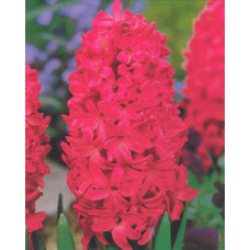 Гиацинт Ян Бос