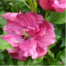 Гибискус Дю де Брабан (сирийский)