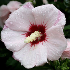 Гибискус Матильда (сирийский)