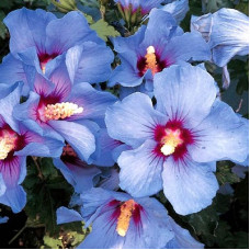 Гибискус Озиау Блу (сирийский)