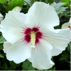 Гибискус Ред Харт (сирийский)