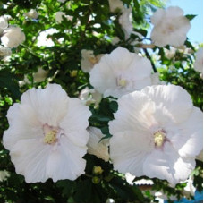 Гибискус Вильямс Р. Смит (сирийский)