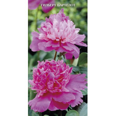 Пион травянистый Гилберт Бартело