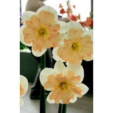 Нарцисс ГерлПауэр 