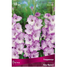 Гладиолус Блу Фрост (крупноцветковый)