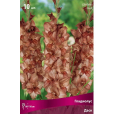 Гладиолус Даск (крупноцветковый)