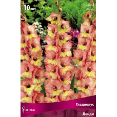 Гладиолус Денди (крупноцветковый)