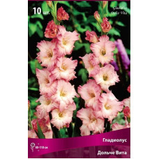 Гладиолус Дольче Вита (крупноцветковый)