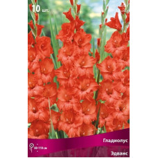 Гладиолус Эдванс (крупноцветковый)