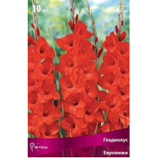 Гладиолус Кардинал (крупноцветковый)