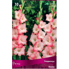 Гладиолус Хеопс (крупноцветковый)