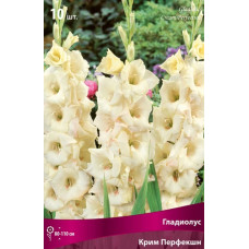 Гладиолус Крим Перфекшн (крупноцветковый)