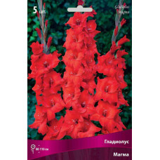 Гладиолус Магма (крупноцветковый) 