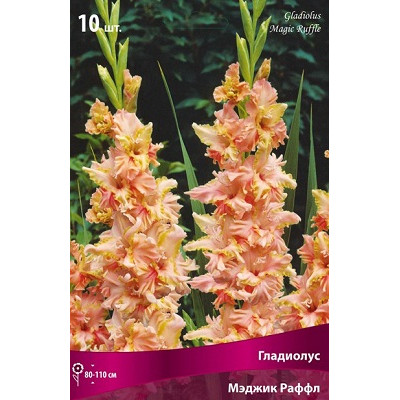 Гладиолус Мэджик Раффл  (гофрированный)