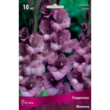 Гладиолус Мохито (крупноцветковый) 