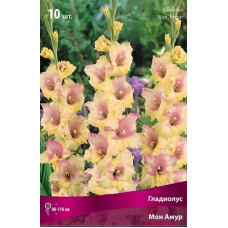 Гладиолус Мон Амур (крупноцветковый)