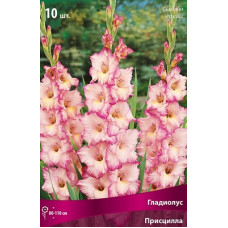 Гладиолус Присцилла (крупноцветковый)