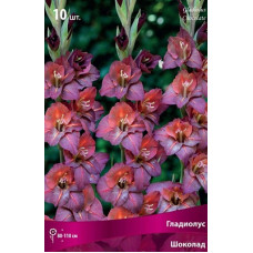 Гладиолус Шоколад (крупноцветковый)