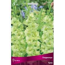 Гладиолус Тула (гофрированный) 