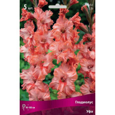 Гладиолус Уфа (гофрированный) 