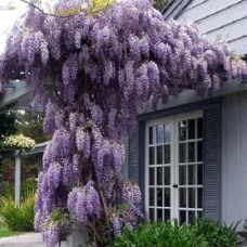 Глициния китайская