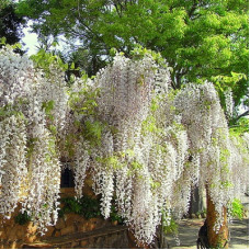 Глициния Альба (китайская)