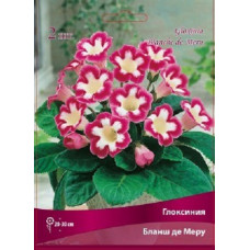 Глоксиния Бланш де Меру